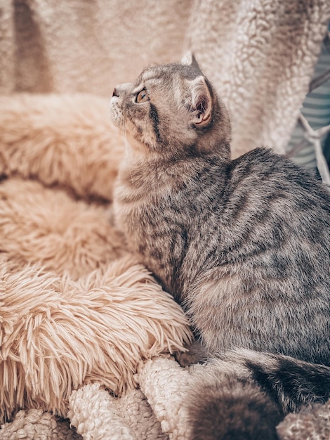 Schattige jonge Schotse kat close-up