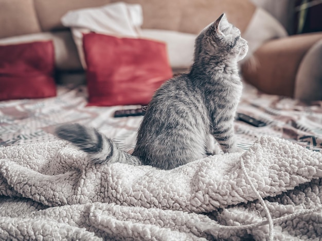 Schattige jonge Schotse kat close-up