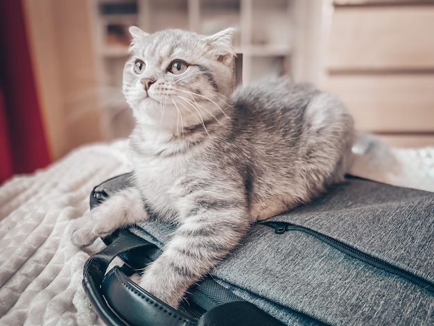 Schattige jonge schotse kat close-up