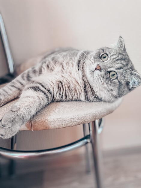 Schattige jonge Schotse kat close-up