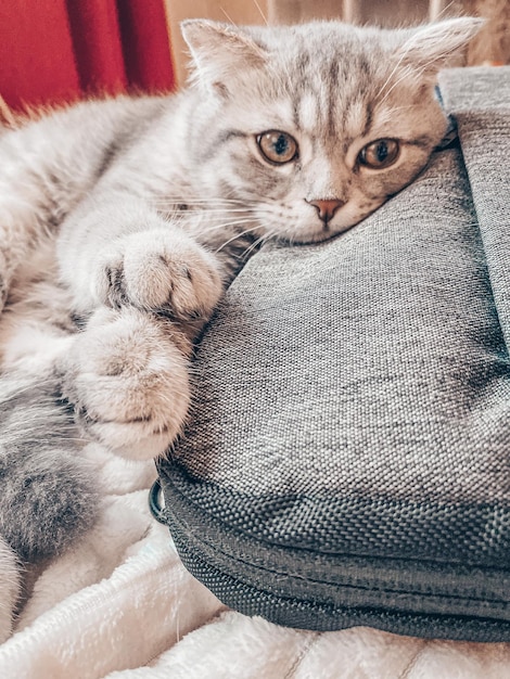 Schattige jonge Schotse kat close-up