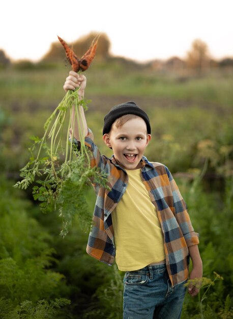 Schattige jongen jongenskind verse biologische wortelen plukken in een tuin of boerderij groenten oogsten Landbouw lokale bedrijven en gezonde voeding concept