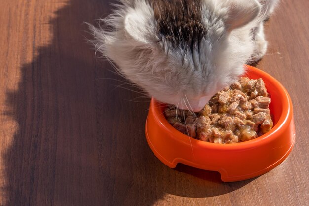 Schattige kat die zijn eten eet uit oranje plastic kom op houten vloer