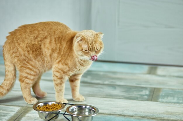 Schattige kat droog crunch voedsel eten in een metalen kom in de buurt van binnenshuis thuis