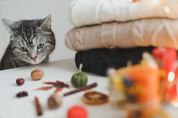 Schattige kat en herfst stilleven met pompoen en truien op gezellige achtergrond