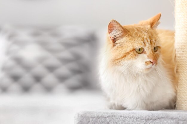 Schattige kat in de buurt van krabpaal thuis