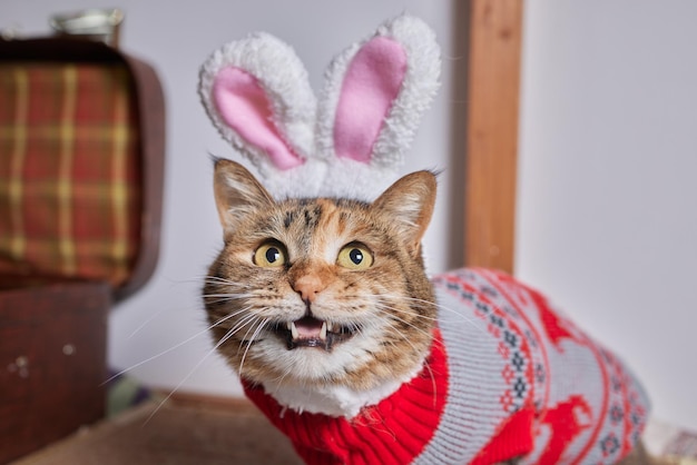 Schattige kat in kerstman hoed tegen vage kerstverlichting