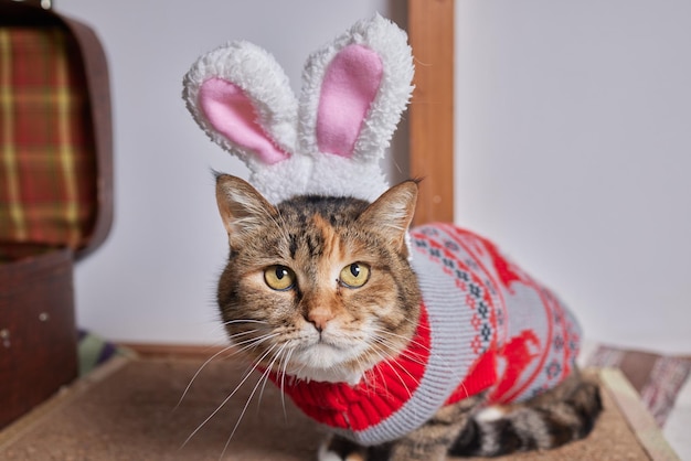 Schattige kat in kerstman hoed tegen vage kerstverlichting