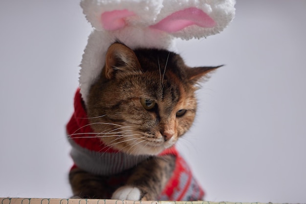 Schattige kat in kerstman hoed tegen vage kerstverlichting