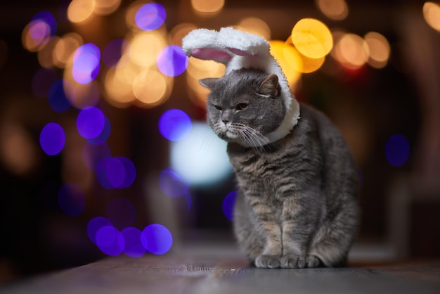 Schattige kat in kerstman hoed tegen vage kerstverlichting