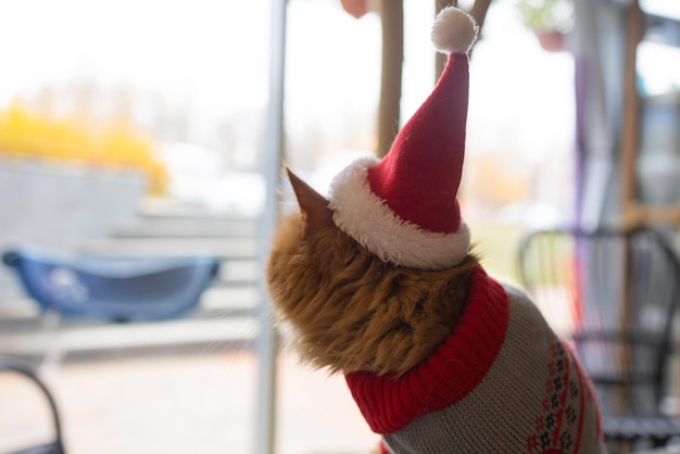 Schattige kat in kerstman hoed tegen vage kerstverlichting