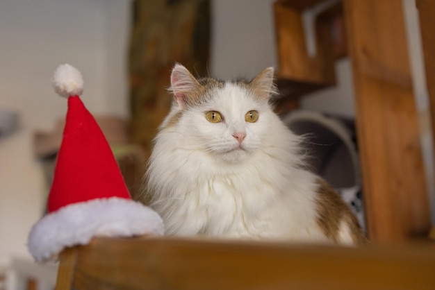 Schattige kat in kerstman hoed tegen vage kerstverlichting