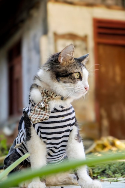 Schattige kat in kleren spelen in de tuin