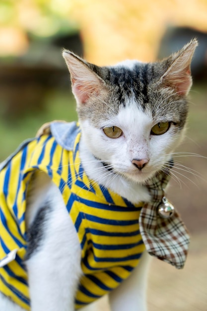 Schattige kat in kleren spelen in de tuin