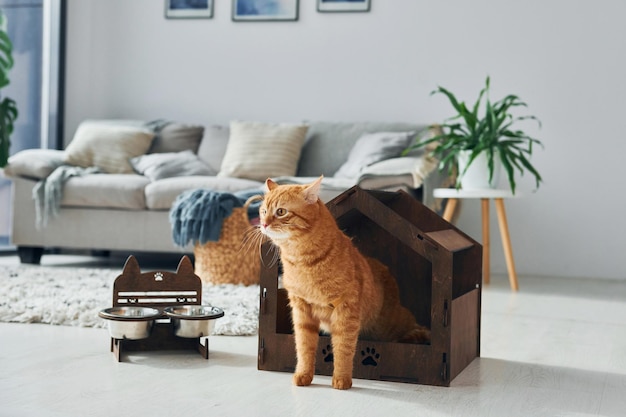 Schattige kat is in een dierenhokje dat binnenshuis in de moderne huiskamer is