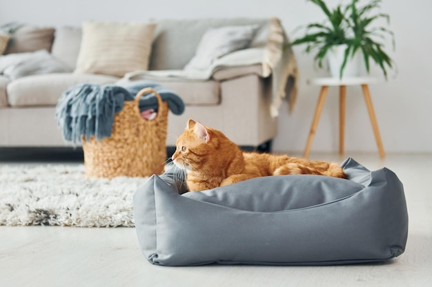 Schattige kat is overdag binnenshuis in de moderne huiskamer