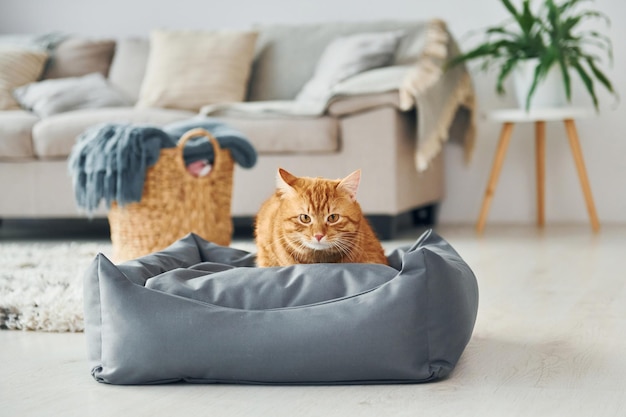 Schattige kat is overdag binnenshuis in de moderne huiskamer