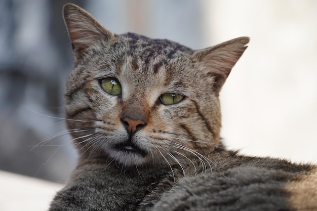 Schattige kat kijkt naar de camerakant