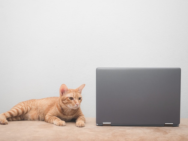 Schattige kat lag op de bank en keek naar de witte muurachtergrond van de laptop