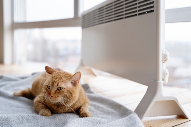 Foto schattige kat liggend op deken in de buurt van verwarming