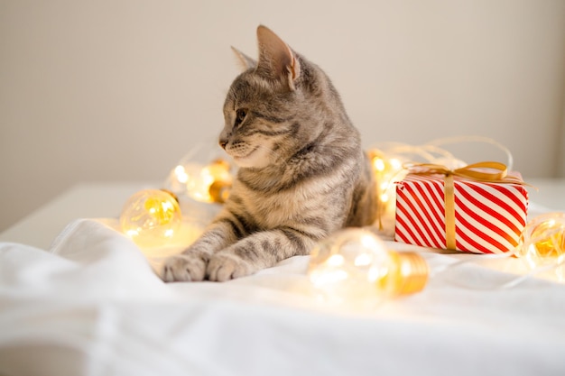 Schattige kat liggend op een gezellig bed met gouden kerstverlichting bokeh en geschenkdozen