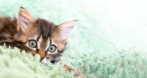 Schattige kat ligt op een groene pluizige deken en kijkt naar de camera