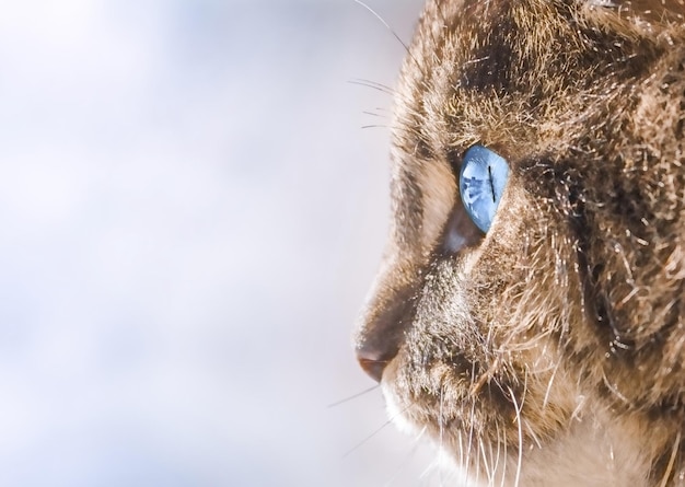 Schattige kat met blauwe ogen close-up met kopie ruimte
