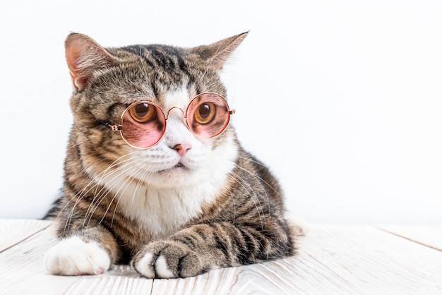 schattige kat met een bril