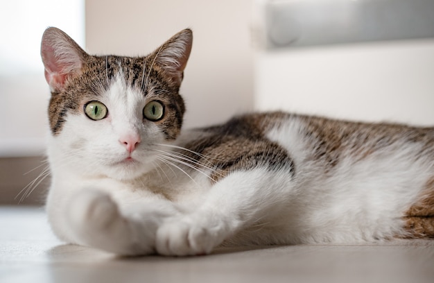 Schattige kat met groene ogen liggend op witte vloer. Banner, kopie ruimte, close-up, achtergrond. Aanbiddelijk binnenlands huisdierenconcept.