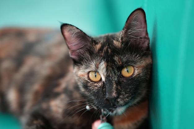 Schattige kat met oranje ogen liggend op grijze textiel sofa thuis zachte pluizige rasechte kort haar straighteared kitty achtergrond kopie ruimte close-up