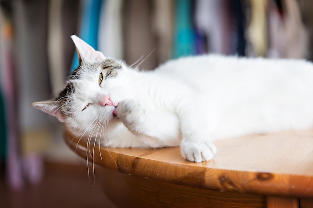 Schattige kat ontspannen op de tafel poot likken