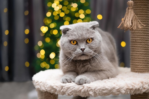 Foto schattige kat op de achtergrond van een kerstboom