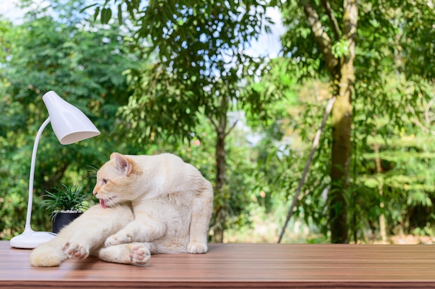 Schattige kat op tafel