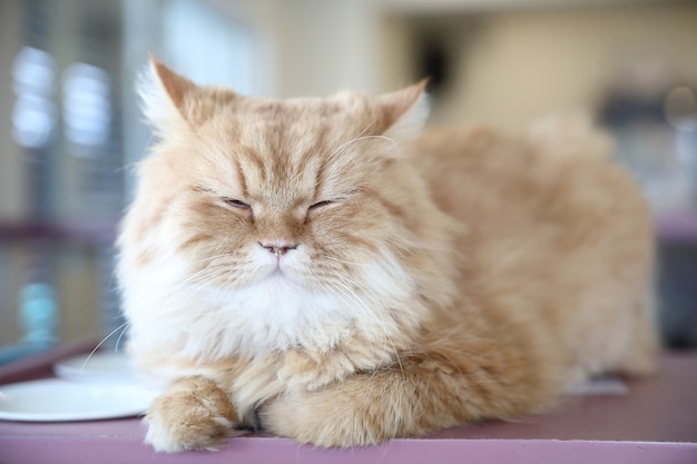 Schattige kat op zoek ontspannen