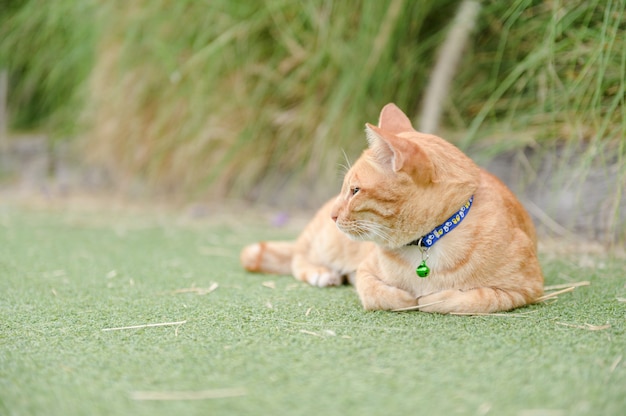 Schattige kat slaap op groen tapijt