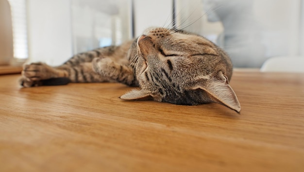 Schattige kat slaapt op de vloer van de woonkamer thuis Schattige kat die overdag een dutje doet op een houten oppervlak Gedomesticeerd dier dat in de lounge ligt Ontspannen huisdier rust in een huis Gelukkige kat aan het dutten