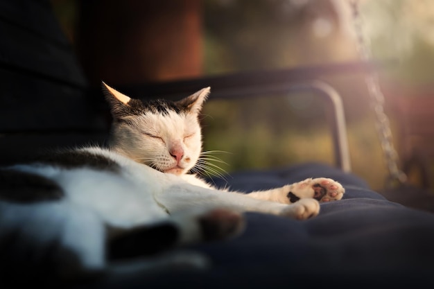 Schattige kat slapen in het licht van de zonsondergang