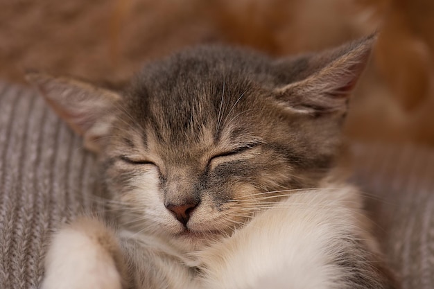 Schattige kat slapen Kitten slapen op deken