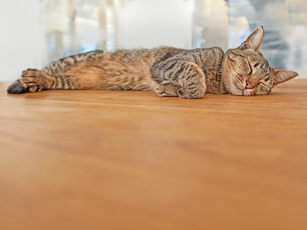 Schattige kat slapen op de vloer met copyspace schattig huisdier een dutje doen in de lounge grijze katachtige liggend op een houten oppervlak gelukkig dier rustig rusten luie harige kat met kopie ruimte