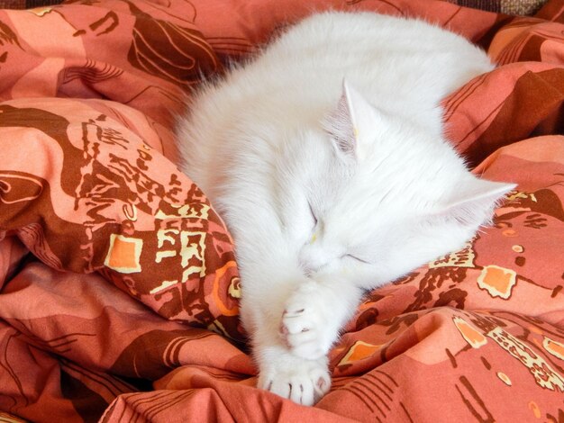 Schattige kat slapen op een rode deken