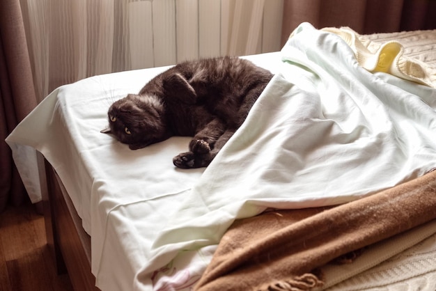 Schattige kat slapen op het bed van de eigenaar grappig dier concept