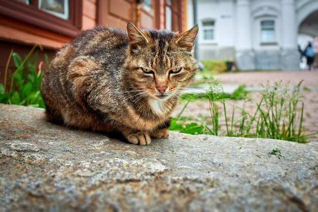 Schattige kat sluimert op een grote steen naast een houten huis in een oude straat in een kleine stad