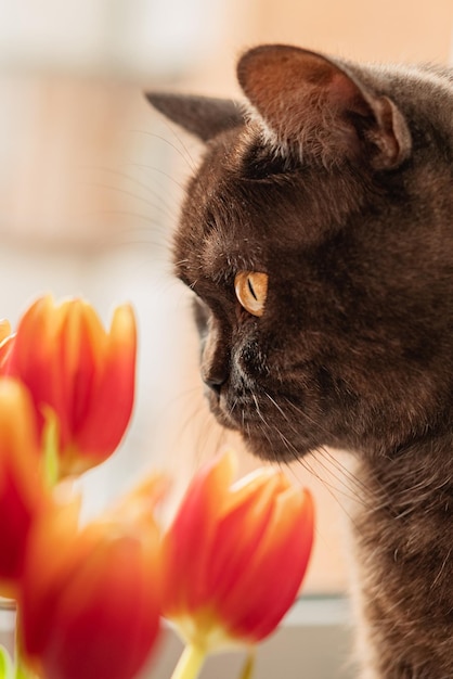 Schattige kat snuift rode lentetulpen close-up portret