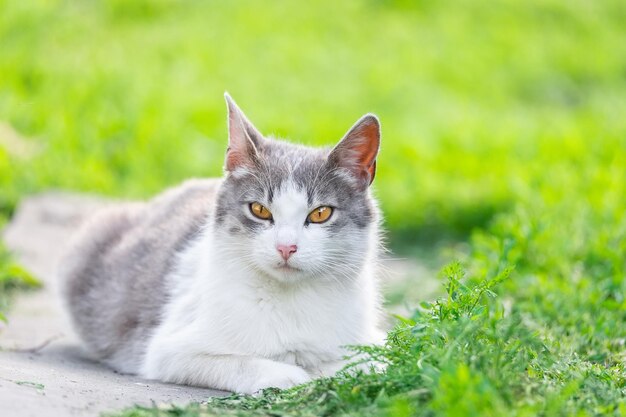 Schattige kat spelen in het park op regenachtige dag