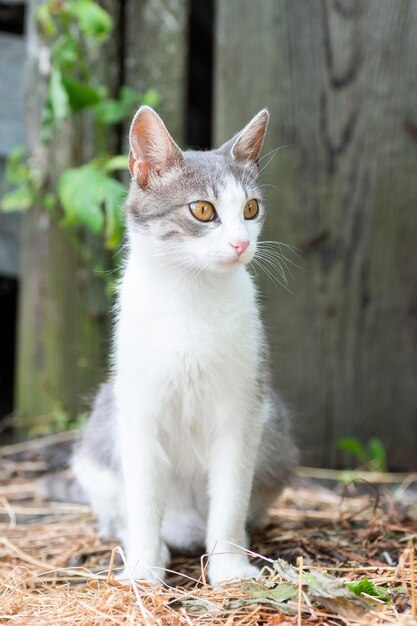 Schattige kat spelen in het park op regenachtige dag