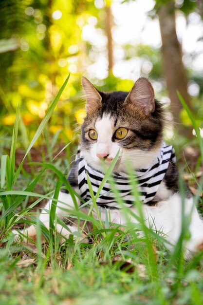 Schattige kat spelen op het met gras begroeide gazon bij zonsondergang