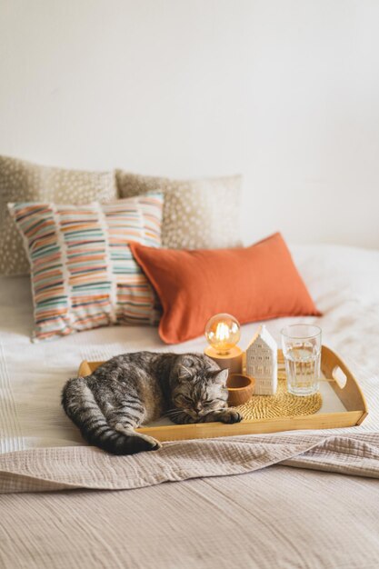 Schattige kat van de Schotse rechte en linnen kussens op een wit bed met home decor Stilleven details in huis op een bed Cosy home Sweet home