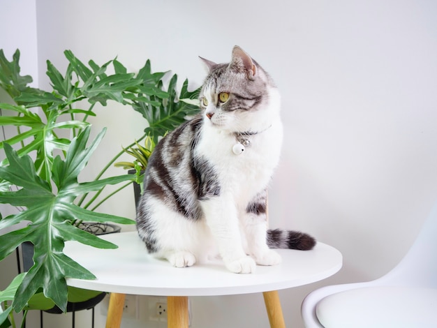 Schattige kat zit op tafel en luchtreiniger boom Monstera, Sansevieria in woonkamer