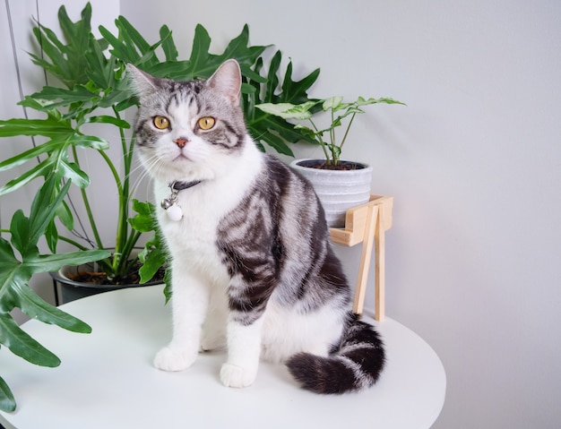 Schattige kat zit op tafel en luchtreiniger boom Monstera, Sansevieria in woonkamer