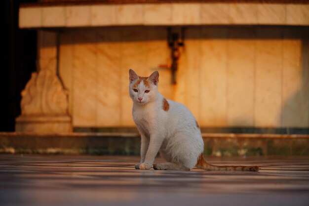 Schattige kat zitten en kijken naar de camera